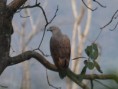 /album/some-overseas-trips/grey-headed-fish-eagle-3-corbett-jpg/